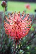 Botanická zahrada, Cape Town. Jihoafrická republika.