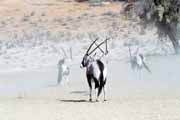 Pmoroec, Kalahari Gemsbok Nrodn park. Jihoafrick republika.