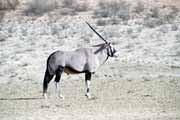 Pmoroec, Kalahari Gemsbok Nrodn park. Jihoafrick republika.