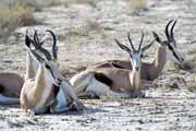 Antilopa skákavá, Kalahari Gemsbok Národní park. Jihoafrická republika.