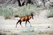 Antilopa, Kalahari Gemsbok Národní park. Jihoafrická republika.
