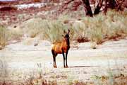 Antilopa, Kalahari Gemsbok Národní park. Jihoafrická republika.