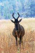Antilopa, Pilansberg Nrodn park. Jihoafrick republika.