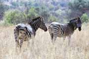 Zebry, Pilansberg Národní park. Jihoafrická republika.