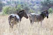 Zebry, Pilansberg Nrodn park. Jihoafrick republika.