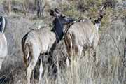 Antilopa kudu, Pilansberg Národní park. Jihoafrická republika.