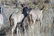 Antilopa kudu, Pilansberg Nrodn park. Jihoafrick republika.