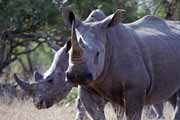 Nosorožec, Kruger Národní park. Jihoafrická republika.