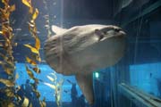 Měsíčník svítivý - Ocean Sunfish (Mola Mola). Akvárium ve městě Osaka. Japonsko.
