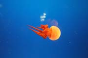 Medza (jellyfish). Akvrium ve mst Osaka. Japonsko.