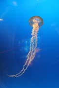 Medůza (jellyfish). Akvárium ve městě Osaka. Japonsko.
