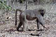 Pavin baboon, Kruger Nrodn park. Jihoafrick republika.