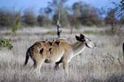 Antilopa kudu, Kruger Národní park. Jihoafrická republika.
