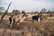 Antilopa kudu, Kruger Národní park. Jihoafrická republika.