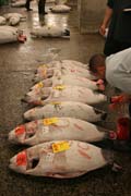 Ranní dražba tuňáků. Kupci si prohližejí kvalitu ryb. Rybí trh Tsukiji, Tokio. Japonsko.