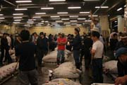 Rann draba tuk - aukce jede, mu vyvolva ceny tuk. Ryb trh Tsukiji, Tokio. Japonsko.