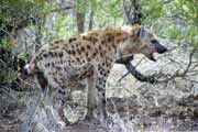 Skvrnit� hyena, Kruger N�rodn� park. Jihoafrick� republika.