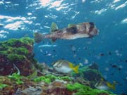 Spotted porcupinefish (Diodon hystrix). Lokalita Richelieu Rock. Thajsko.