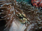 Sasankový krab uvnitř sasanky (Anemone Crab inside Anemone) - skupina porcelánových krabů (Porcellanidae). Lokalita Richelieu Rock. Thajsko.