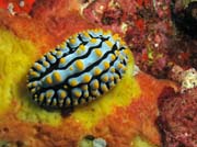 Nahobr pl (nudibrach) Phyllidia varicosa (Phyllidiidae). Lokalita Richelieu Rock. Thajsko.