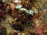Smallscale scorpionfish - hlava. Lokalita Richelieu Rock. Thajsko.