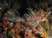 Ragged-finned firefish. Lokalita Richelieu Rock. Thajsko.