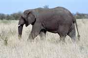 Slon, Kruger Národní park. Jihoafrická republika.