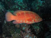 Coral grouper (Cephalopholis miniata). Lokalita Richelieu Rock. Thajsko.
