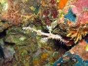 Ghost pipefish. Lokalita Richelieu Rock. Thajsko.