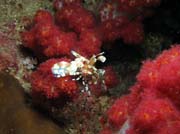 Harlequin Shrimp. Lokalita Richelieu Rock. Thajsko.