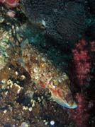 Sépie (Cuttlefish). Lokalita Richelieu Rock. Thajsko.