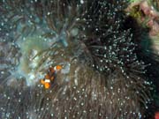 Sasanka a klaun (Anemone and Clown Anemonefish). Lokalita Richelieu Rock. Thajsko.