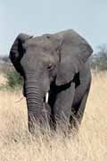 Slon, Kruger N�rodn� park. Jihoafrick� republika.