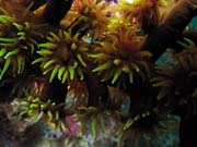 Korál (soft coral). Lokalita Richelieu Rock. Thajsko.