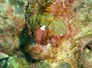 Smallscale scorpionfish - hlava. Lokalita Richelieu Rock. Thajsko.