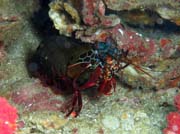 Mantis shrimp (Odontodactylus scyllarus). Lokalita Richelieu Rock. Thajsko.