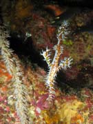 Ghost pipefish. Lokalita Richelieu Rock. Thajsko.