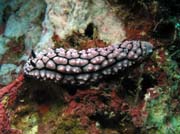 Polyclad Flatworm. Lokalita Richelieu Rock. Thajsko.