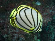 Meyer's butterflyfish (Chaetodon meyeri). Lokalita Richelieu Rock. Thajsko.