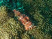 Smallscale scorpionfish. Lokalita Richelieu Rock. Thajsko.