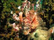 Red firefish (Pterois volitans). Lokalita Richelieu Rock. Thajsko.