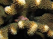 Trapezia crab (Trapezia rufopunctata) a korál (Trapezia crab and Hard Coral). Lokalita Richelieu Rock. Thajsko.