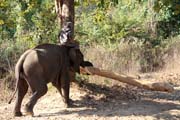 Slon v práci - nese chobotem kládu. Kemp s pracovními slony. Okolí města Taungoo. Myanmar (Barma).
