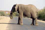 Slon, Kruger Národní park. Jihoafrická republika.