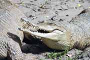 Krokodýlí centrum, Sv. Lucie Národní park. Jihoafrická republika.