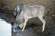 Antilopa Kudu, Hluhluve-Umfolozi Národní park. Jihoafrická republika.