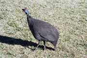 Helmeted guineafowl , Royal Natal Nrodn park. Jihoafrick republika.