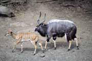 Antilopy nyala, Hluhluve-Umfolozi Národní park. Jihoafrická republika.