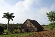 Dům, kde se suší tabák, tabáková plantáž, Údolí Vinales (Valle de Vinales). Kuba.