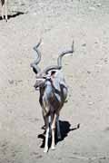Antilopa Kudu, Hluhluve-Umfolozi Národní park. Jihoafrická republika.